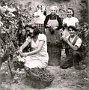 la vendemmia.......nella bassa padovana....e nei colli euganei (Maurizio Diantini)
